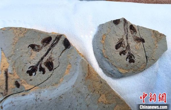 正中优配 山东莱阳发现珍贵&ldquo;花朵&rdquo;化石 疑似白垩纪被子植物新物种